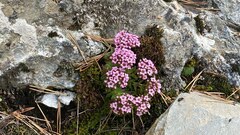 Prometheum pilosum, photograph Светлана Царахова, CC0, iNaturalist via GBIF
