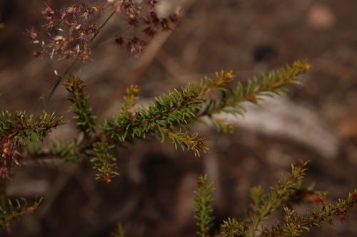 Image of Acacia brunioides by (c) Greg Tasney, some rights reserved (CC BY-SA)