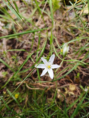 Image of Ornithogalum baeticum by (c) Karim Haddad, some rights reserved (CC BY)