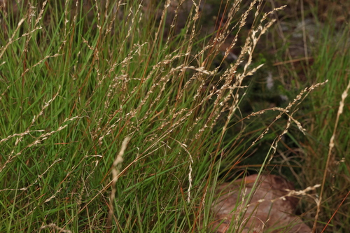 Image of Mt Greville Reed Grass (Arundinella grevillensis) by (c) Greg Tasney, some rights reserved (CC BY-SA)