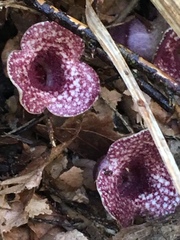 Hexastylis virginica