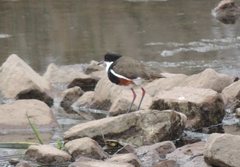 Erythrogonys cinctus