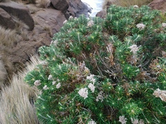 Ozothamnus reticulatus