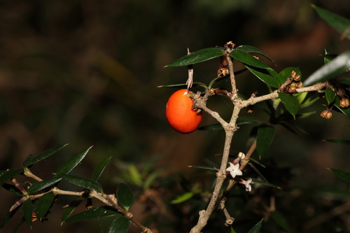 Alyxia ruscifolia (Alyxia ruscifolia)