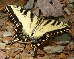 Papilio glaucus glaucus