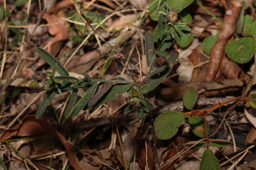 Image of Crotalaria montana by (c) Greg Tasney, some rights reserved (CC BY-SA)