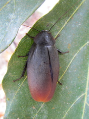 Nyctiborinae