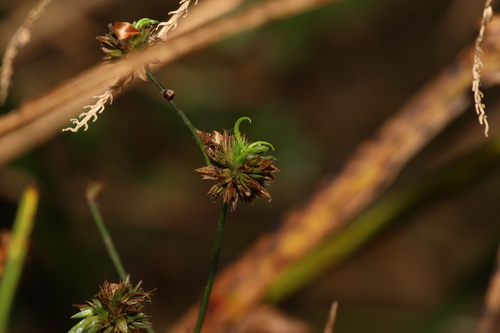 Image of Juncus prismatocarpus by (c) Greg Tasney, some rights reserved (CC BY-SA)