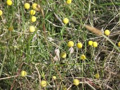 Pycnosorus chrysanthus