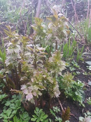 Levisticum officinale