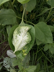 Plasmopara halstedii