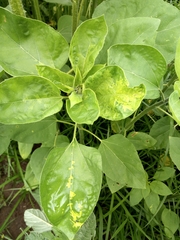 Plasmopara halstedii