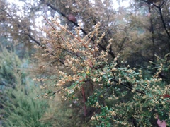 Pomaderris elachophylla