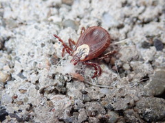 Dermacentor variabilis