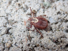 Dermacentor variabilis