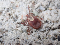 Dermacentor variabilis