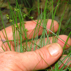 Carex radiata