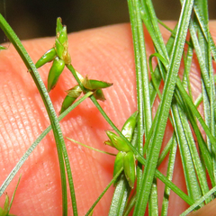 Carex radiata