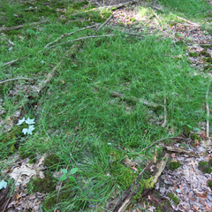 Poa trivialis