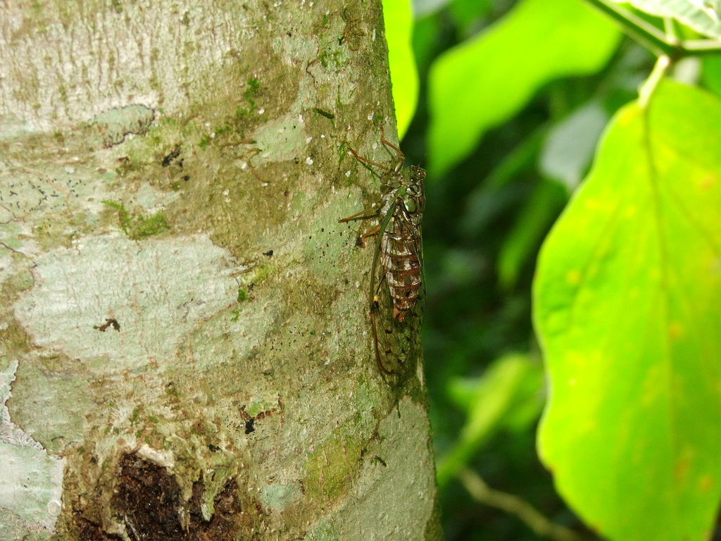Lowland Painted Cicada