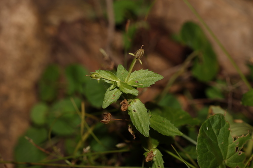 Image of Gratiola pedunculata by (c) Greg Tasney, some rights reserved (CC BY-SA)