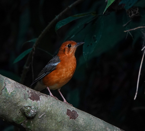 Orange-headed Thrush (Geokichla citrina), photo 4