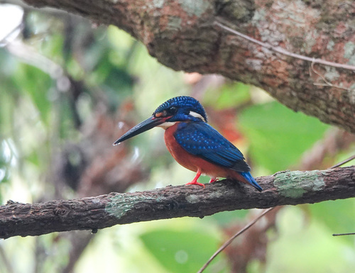 Blue-eared Kingfisher (Alcedo meninting), photo 6