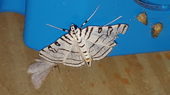 Conchylodes concinnalis