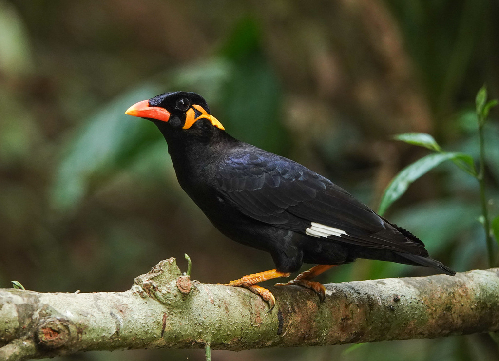 Common Hill Myna photo