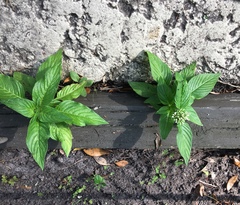 Pentas
