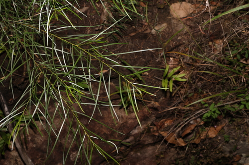 Image of Acacia viscidula by (c) Greg Tasney, some rights reserved (CC BY-SA)
