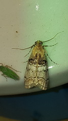 Pococera maritimalis