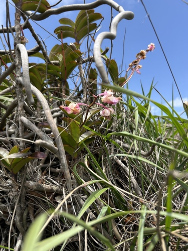 Aerides crispa, photograph 6