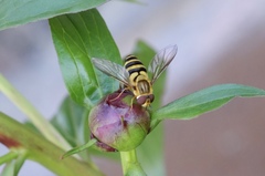 Syrphus knabi