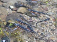 Clinostomus elongatus