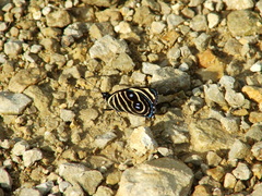 Catagramma tolima tehuana