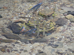 Clinostomus elongatus