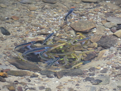 Clinostomus elongatus