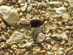 Catagramma tolima tehuana