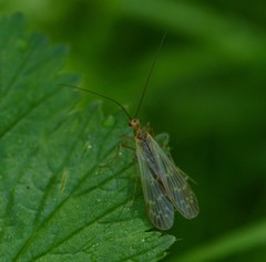Brachypanorpa oregonensis