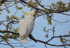 Cacatua galerita