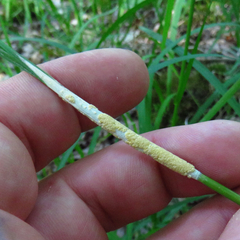 Epichloe glyceriae