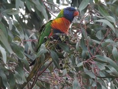 Trichoglossus moluccanus