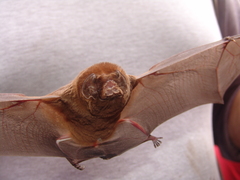 Mormoops megalophylla