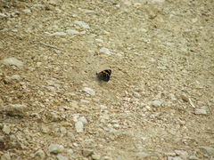Catagramma tolima tehuana