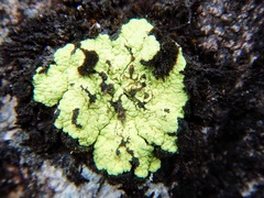 Arthrorhaphis alpina