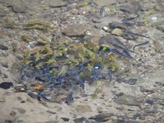 Chrosomus erythrogaster