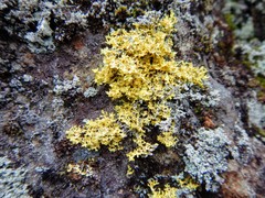 Vulpicida juniperinus