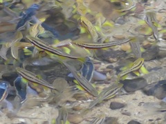 Chrosomus erythrogaster