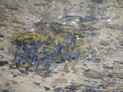 Chrosomus erythrogaster